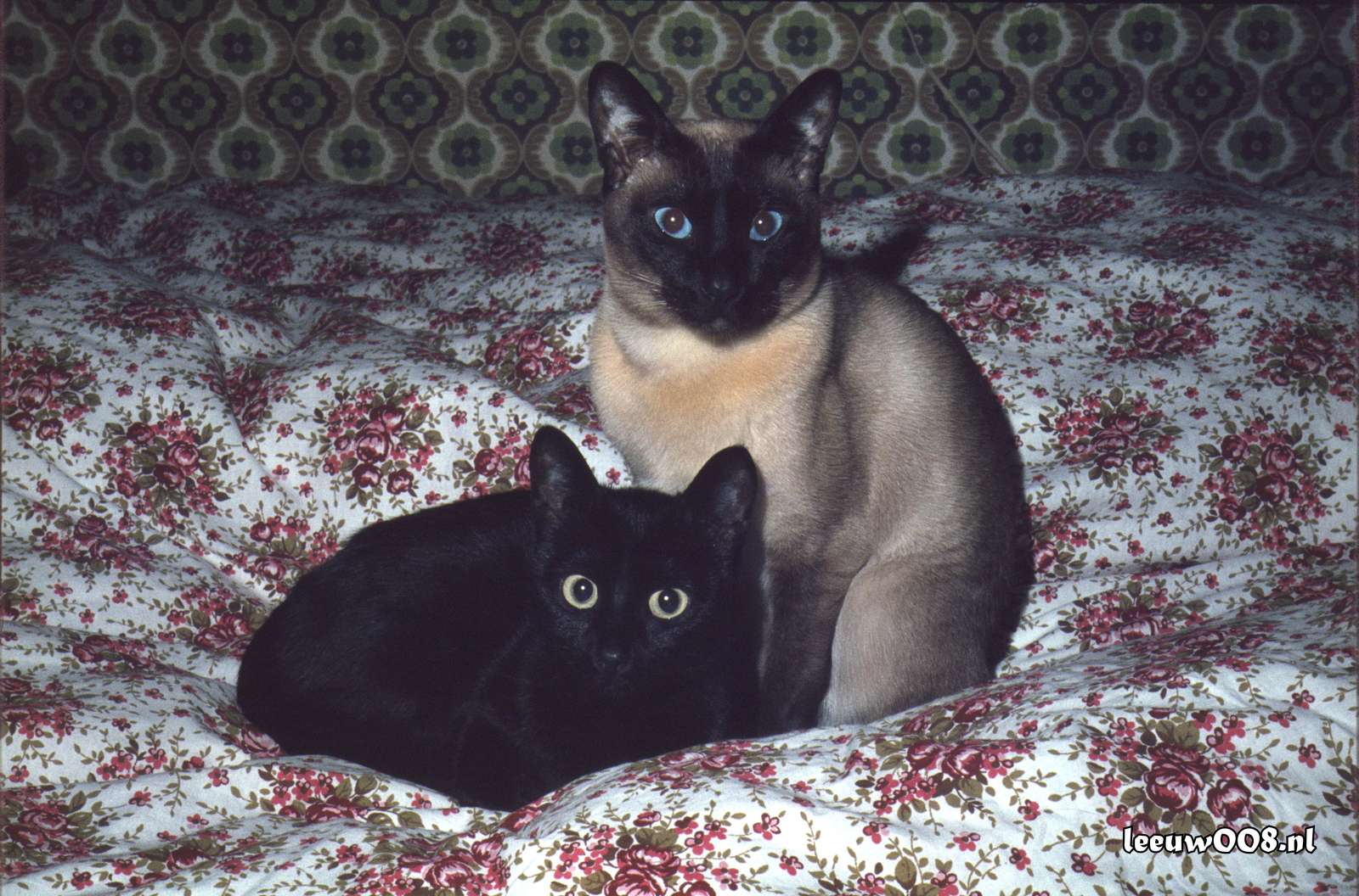 ca. 1977 - DD01-1_77-78-29