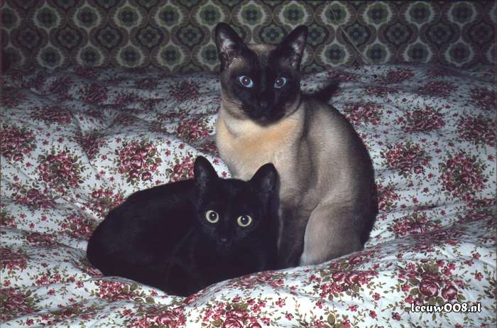 ca. 1977 - DD01-1_77-78-29