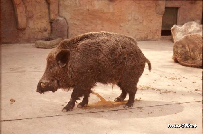 1977 - DD01-2_77-78-23