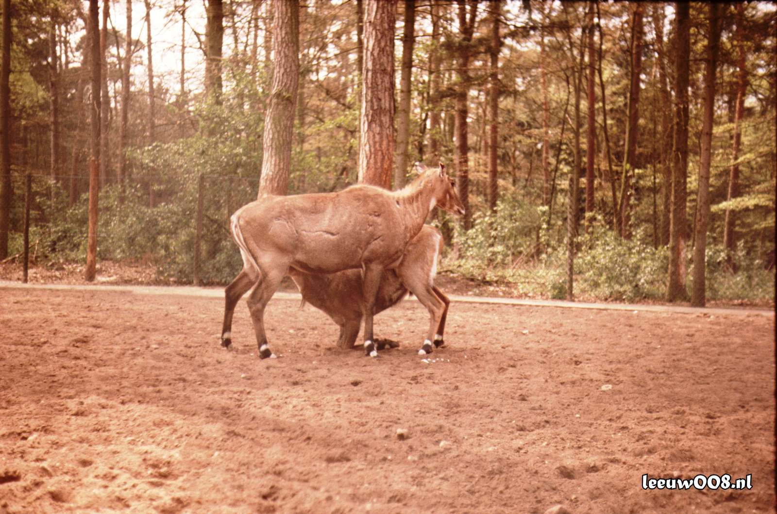 1977 - DD01-2_77-78-24