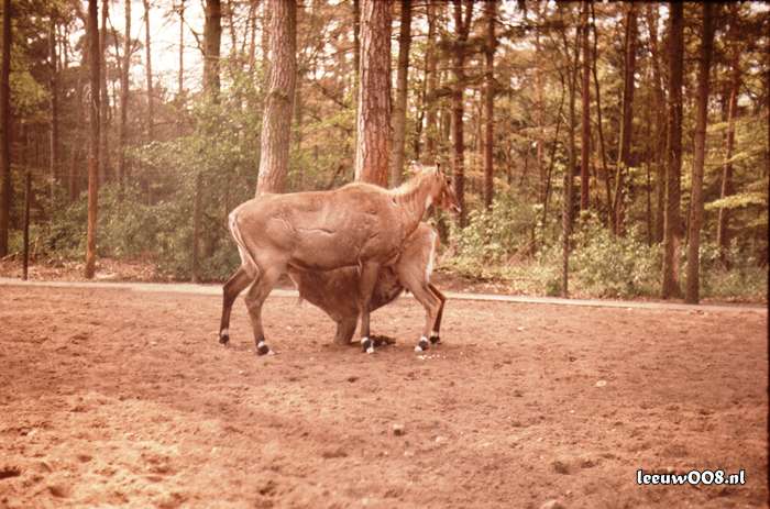 1977 - DD01-2_77-78-24