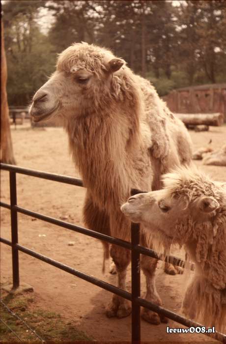 1977 - DD01-2_77-78-26