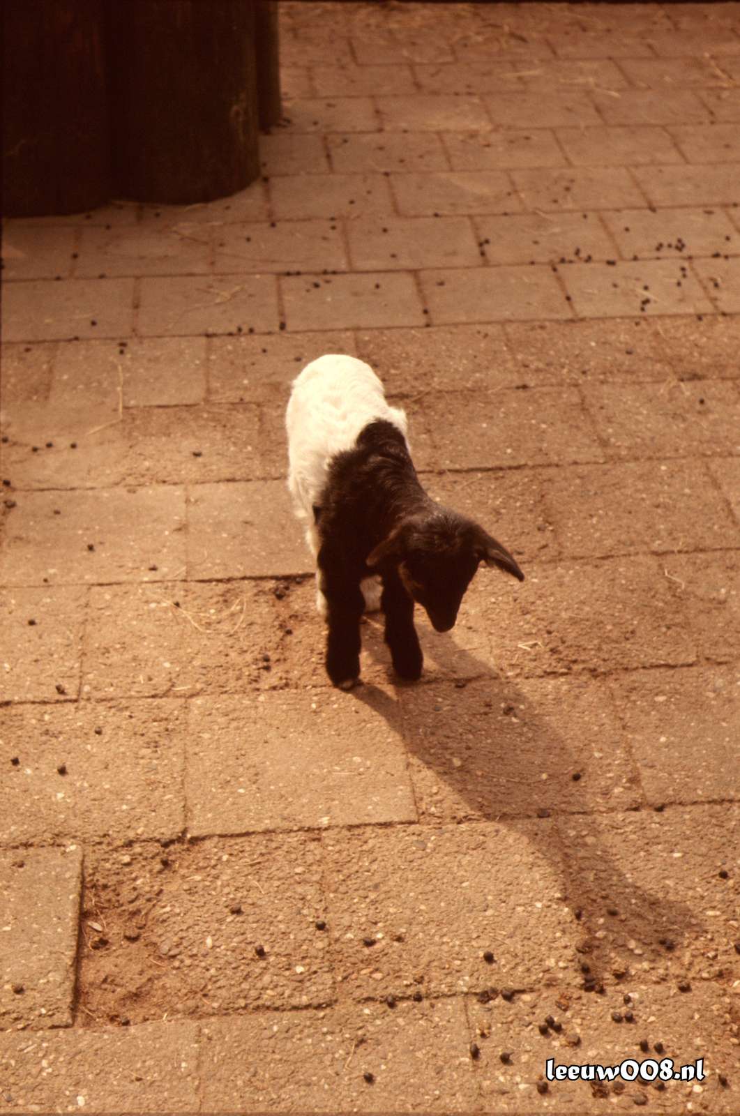 1977 - DD01-2_77-78-31