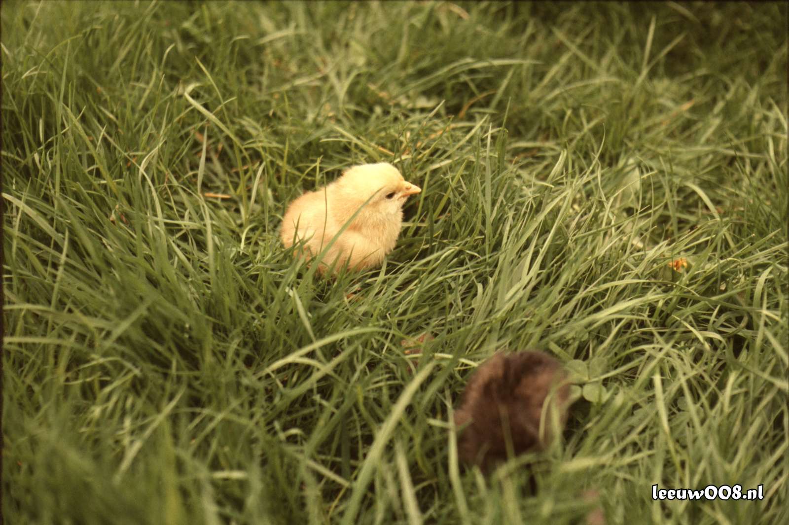 1977 - DD01-2_77-78-33