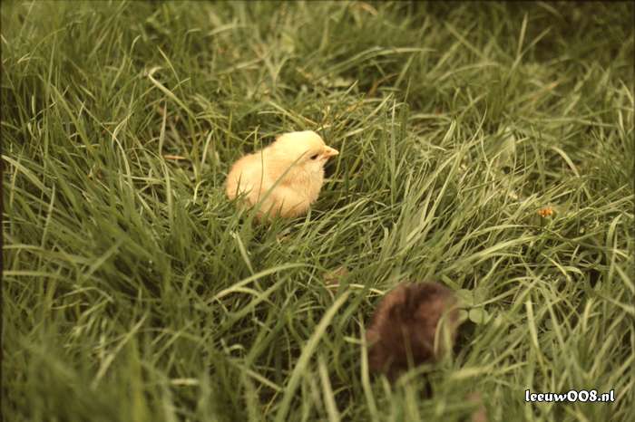 1977 - DD01-2_77-78-33